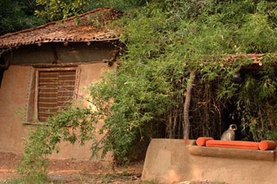 Mahua Kothi - Bandhavgarh National Park, Madhya Pradesh, India-slide-6