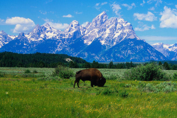 Rusty Parrot Lodge - Jackson Hole, Wyoming - Luxury Lodge-slide-2