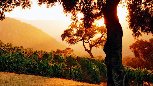 Bernardus Lodge & Spa - Carmel Valley, California - Luxury Resort & Winery-slide-14