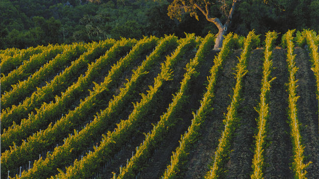 Bernardus Lodge & Spa - Carmel Valley, California - Luxury Resort & Winery-slide-12