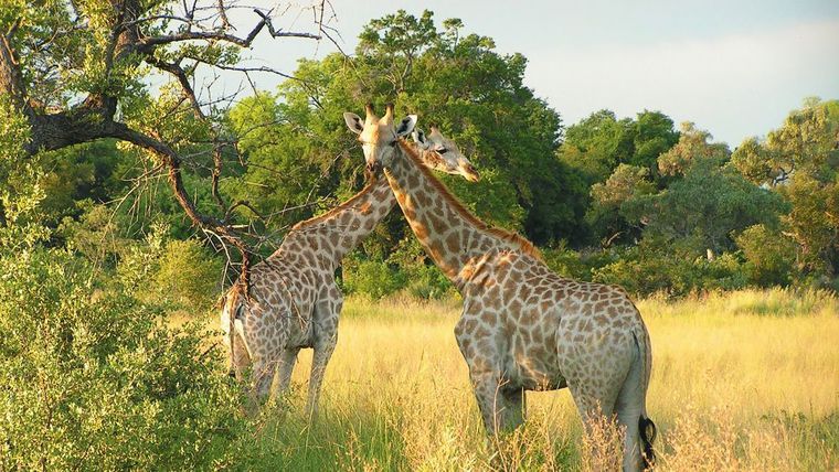 Belmond Eagle Island Camp - Okavango Delta, Botswana - Luxury Safari Lodge-slide-5