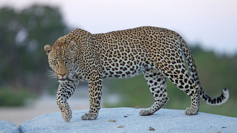 ORYX - Luxury Photo Safaris in Africa & Worldwide-slide-19