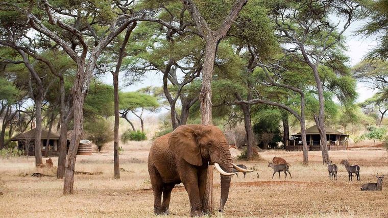 Sanctuary Swala Camp - Tarangire National Park, Tanzania-slide-13