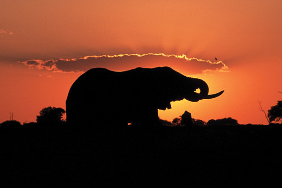 Belmond Savute Elephant Camp - Chobe National Park, Botswana -slide-14