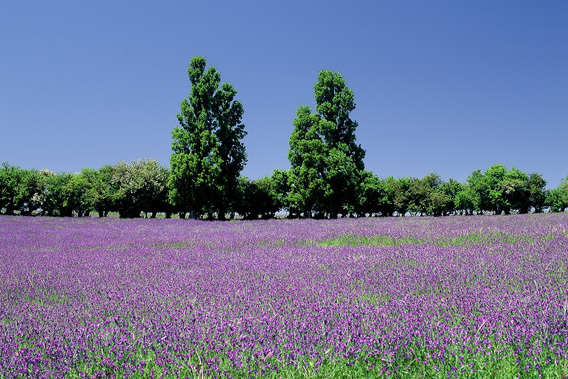 Thorn Park by the Vines - Clare Valley, South Australia-slide-4