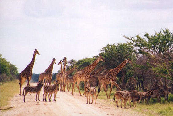 Makanyane Safari Lodge - North West Province, South Africa-slide-2