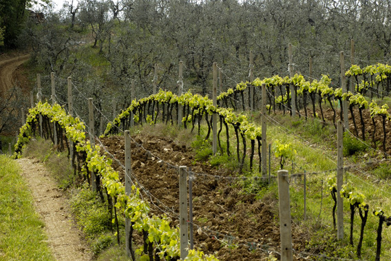 Villa Mangiacane - Tuscany, Italy-slide-4