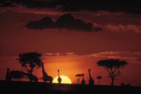 Governors' Il Moran Camp - Masai Mara Reserve, Kenya - Luxury Safari Camp-slide-3