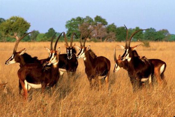 Vumbura Plains - Moremi Game Reserve, Okavango Delta, Botswana-slide-5