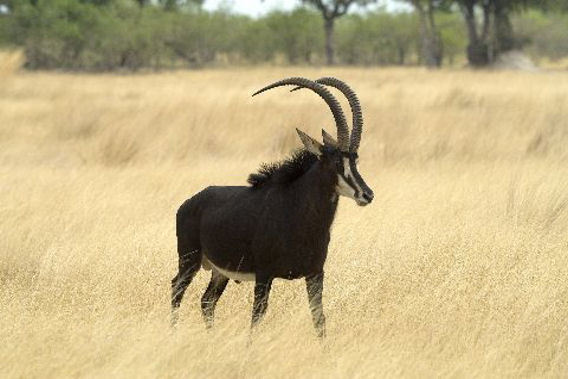 Vumbura Plains - Moremi Game Reserve, Okavango Delta, Botswana-slide-4