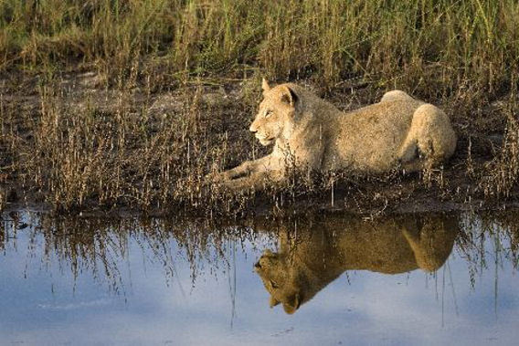 Vumbura Plains - Moremi Game Reserve, Okavango Delta, Botswana-slide-3