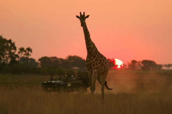 Jao Camp - Moremi Game Reserve, Okavango Delta, Botswana - 5 Star Luxury Safari Camp-slide-1