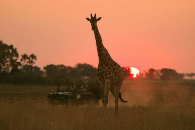 Jao Camp - Moremi Game Reserve, Okavango Delta, Botswana - 5 Star Luxury Safari Camp
