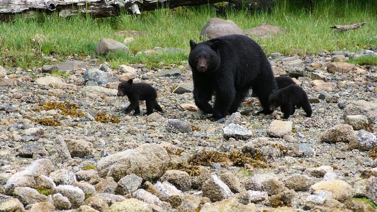 Clayoquot Wilderness Resort - Vancouver Island, British Columbia, Canada-slide-7