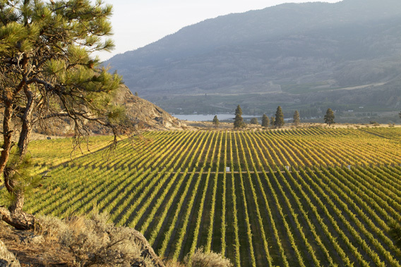 Burrowing Owl Estate Winery Guest House - Okanagan Valley, British Columbia, Canada-slide-2