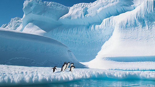 silversea antarctica penguins