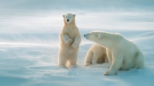 polar bears