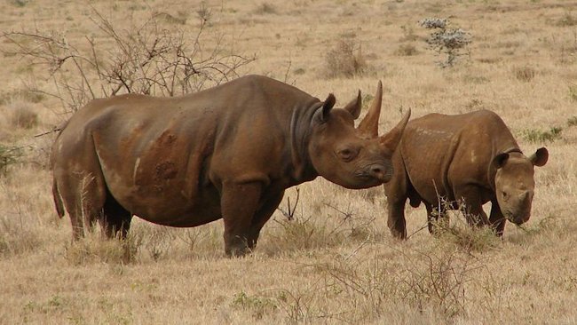 Kenya rhinos