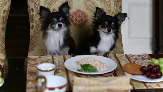 Waldorf Astoria New York dogs