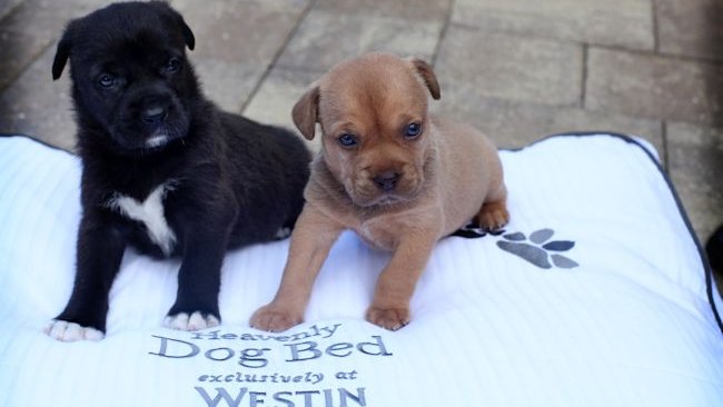 Westin Cape Coral Resort dogs