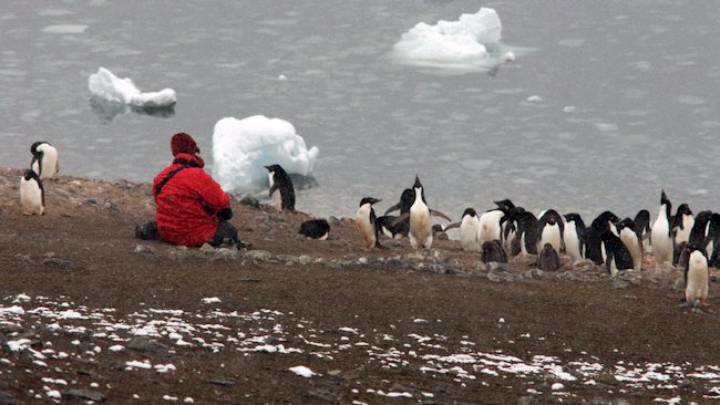 Antarctica penguins