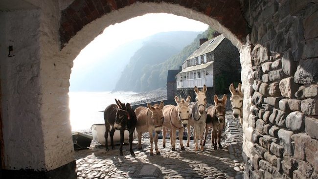 Clovelly Donkeys