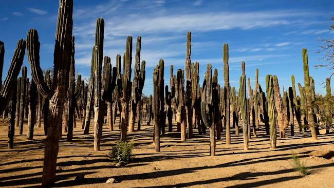 cabo cactus