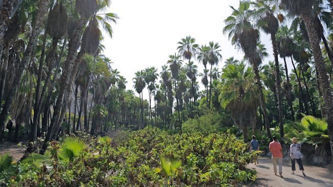 Todos Santos garden