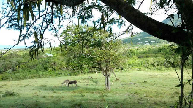 Montpelier Plantation Nevis