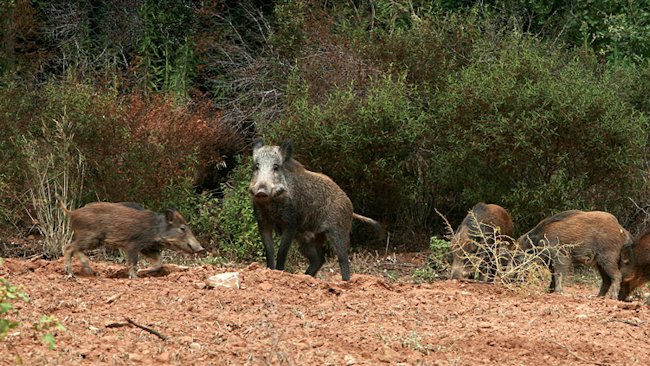 Poggi Alti wild boar