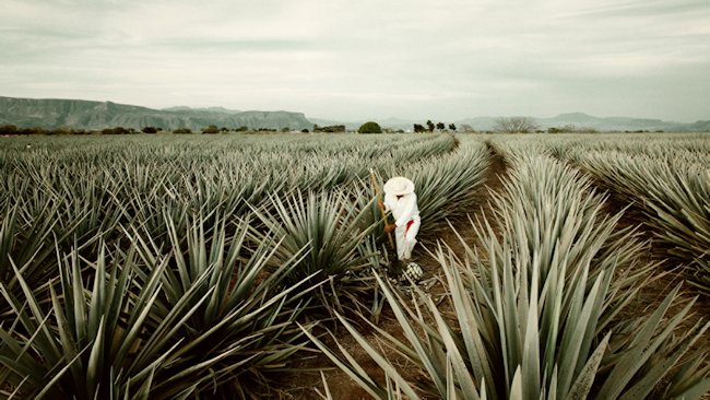 Ultimate Tequila Tour Mexico