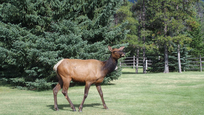 Jasper elk