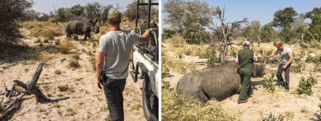 Prince Harry joined, Wilderness Safaris Botswana