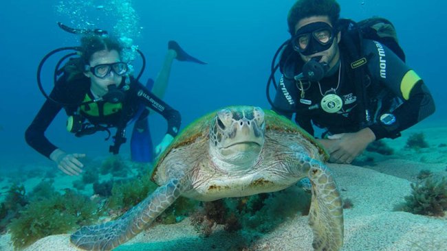 Fernando do Noronha diving