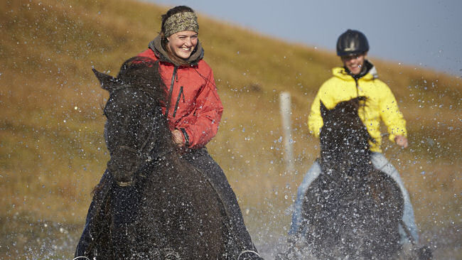 Iceland horses