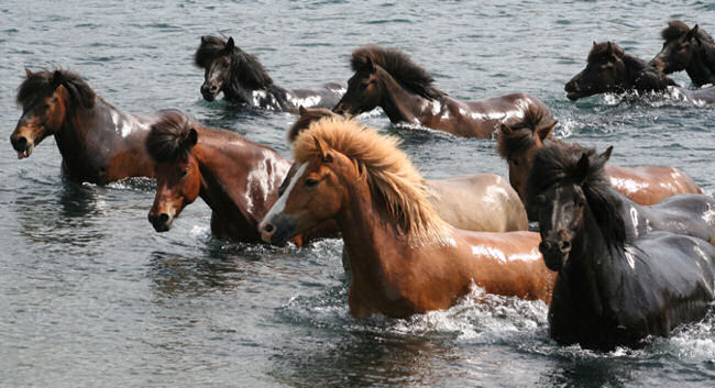 Iceland horses
