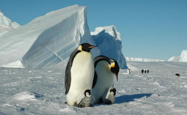 White Desert penguins