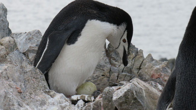 chinstrap penguin and egg