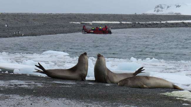 elephant seals at Yankee Harbor