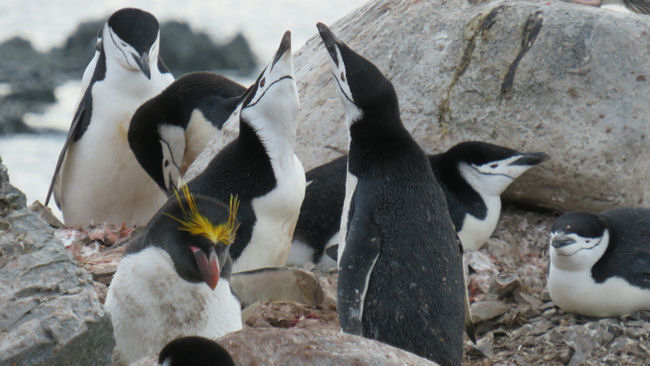 lonely macaroni penguin on Half Moon Island