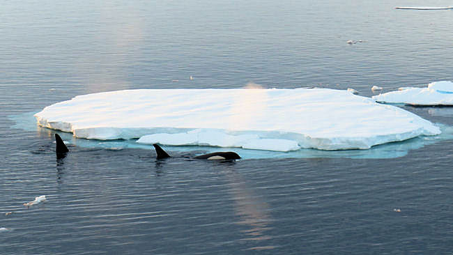 orcas