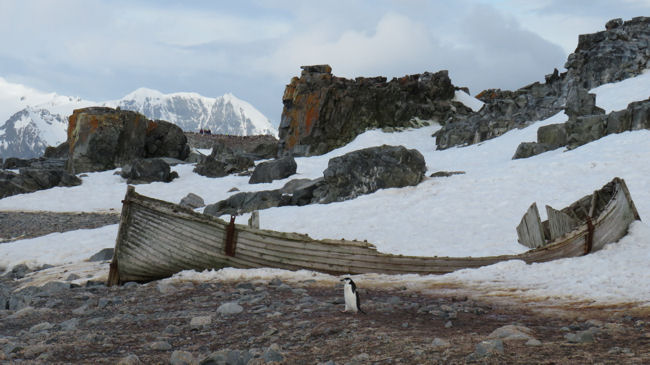 penguin and shipwreck on Half Moon Island