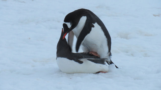 penguins mating