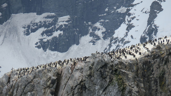 penguins at Point Wild