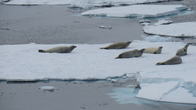 seals on ice floe