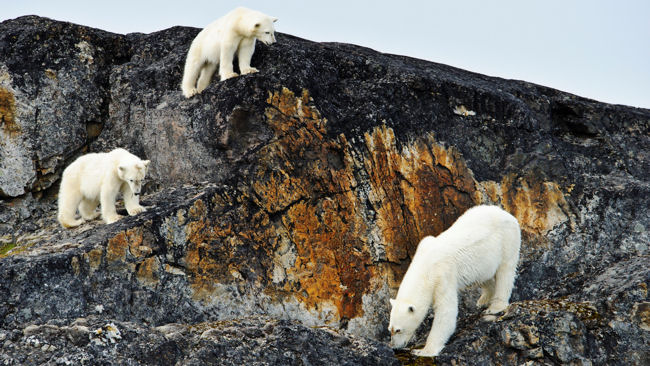 Spitsbergen