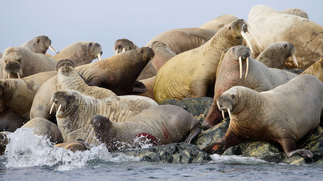 Spitsbergen