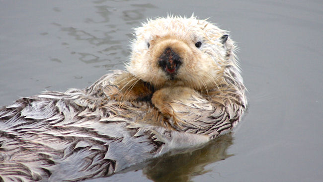 otter