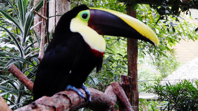 Caletas Toucans