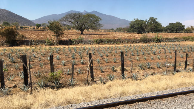 Herradura tequila train